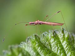 Stilt Bug